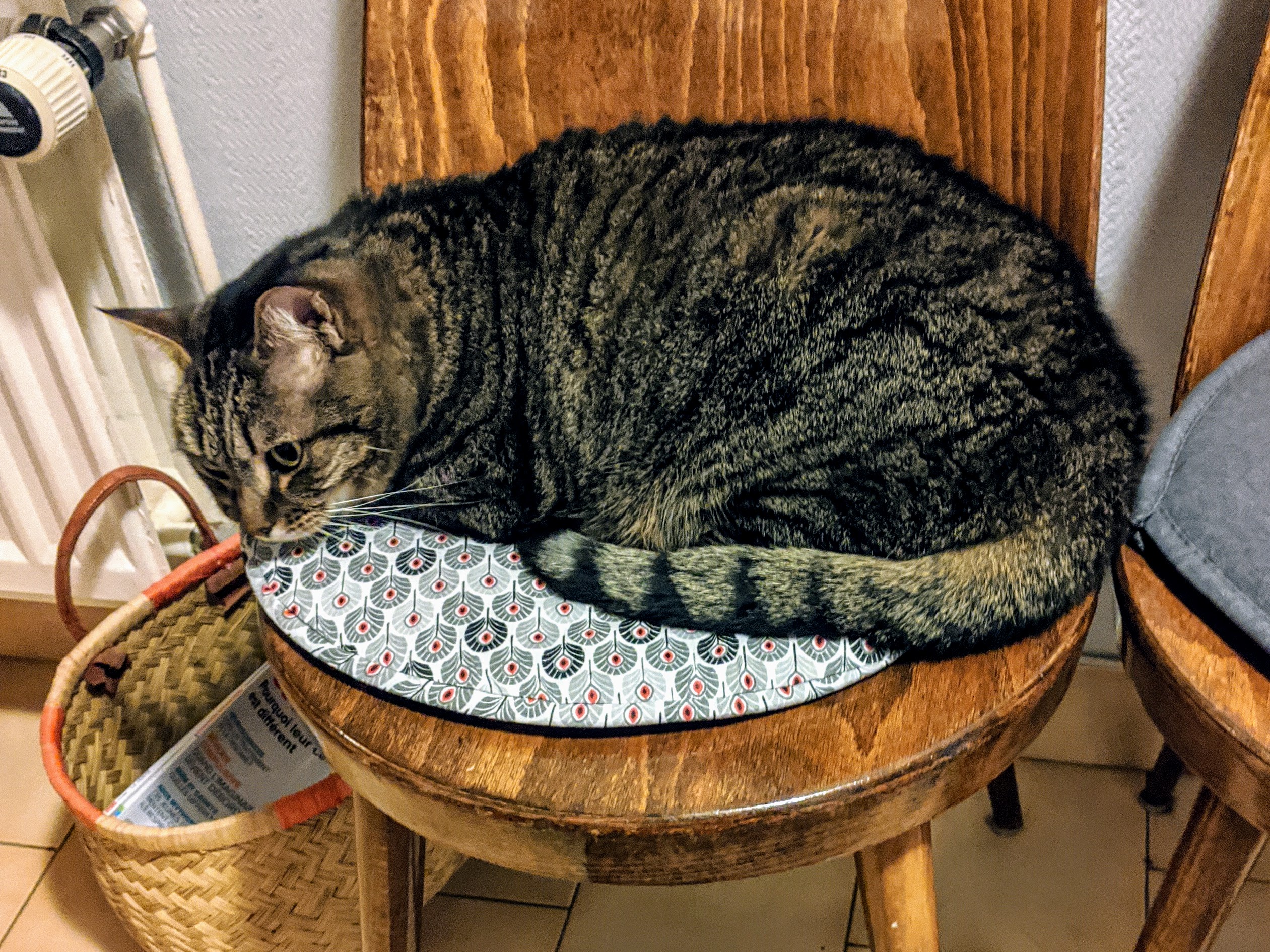 La ronronthérapie et la retraite