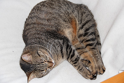 Mode d’emploi de la Ronronthérapie