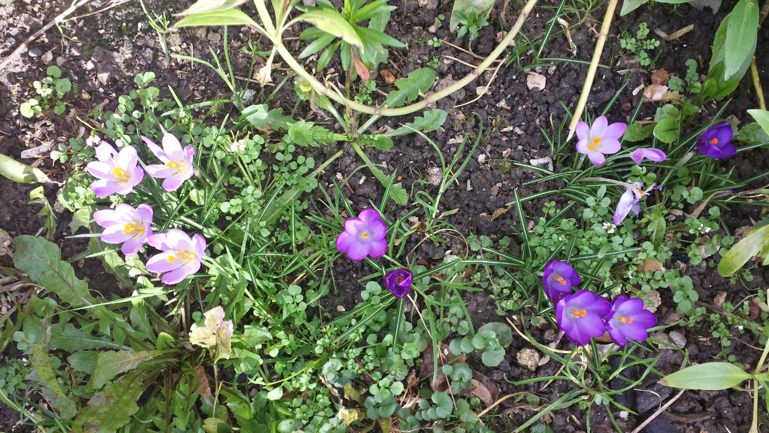 Une fleur violette se réserve à qui peut la surprendre.