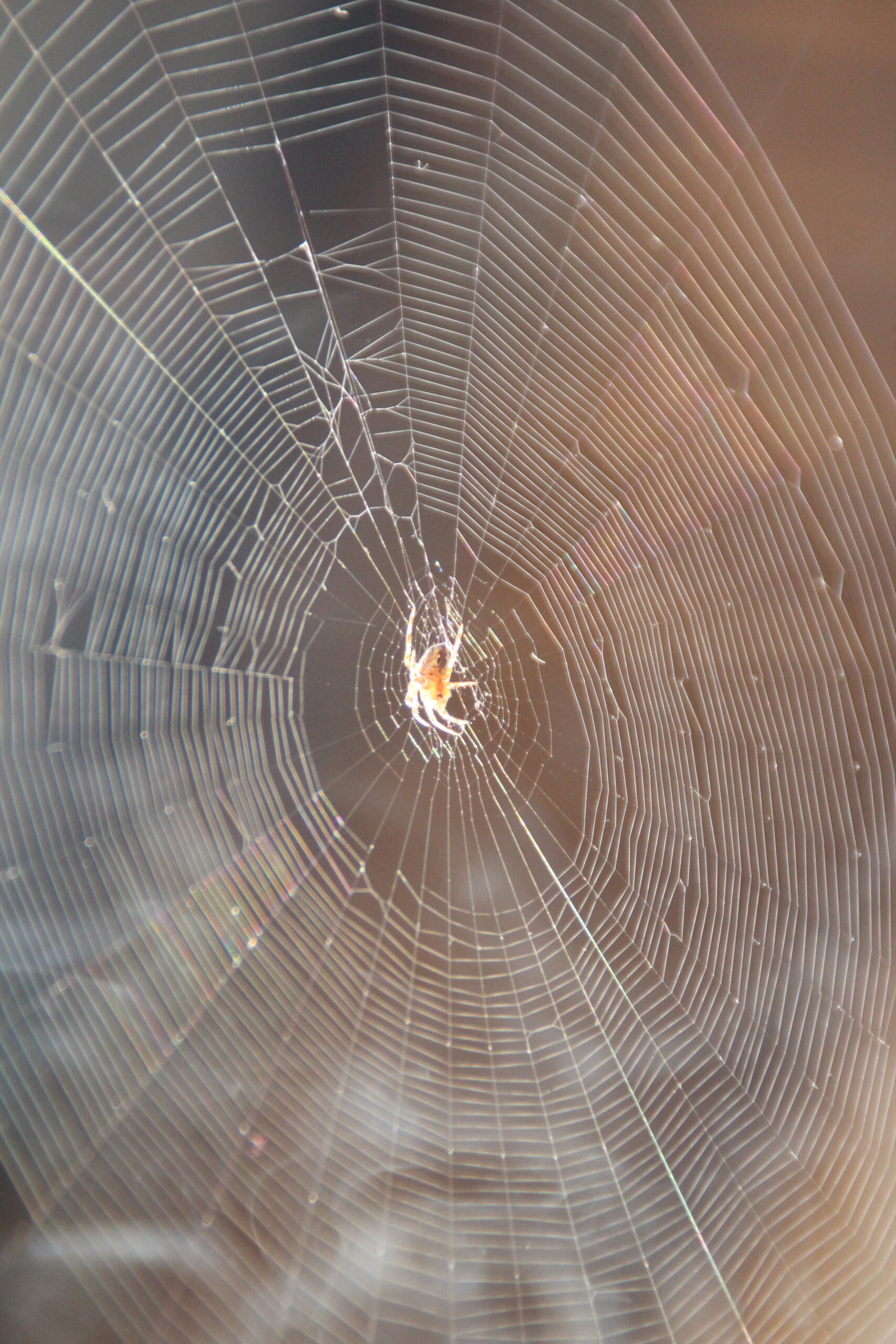 Un cadeau dans l&rsquo;été : Les araignées.
