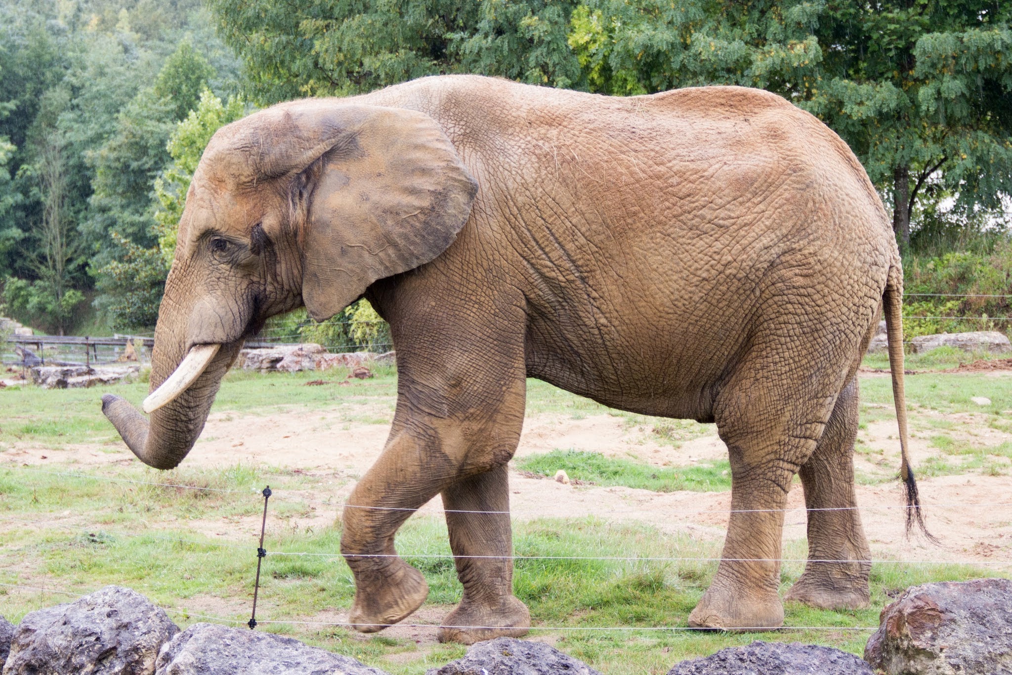 Une approche éléphantesque de la procrastination.