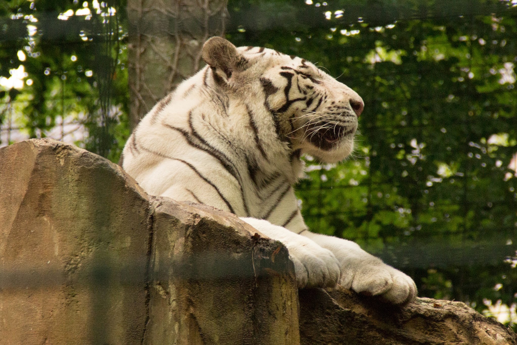 Mettez un tigre dans votre moteur pour une vie pleine de sens.
