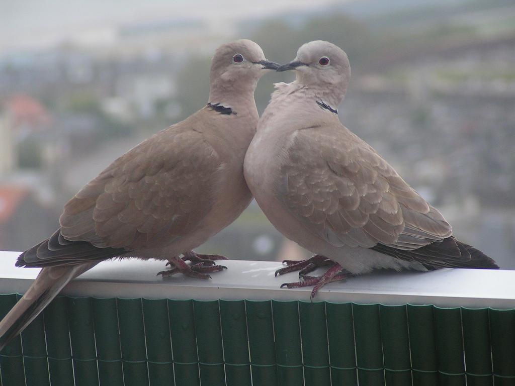 Comment vous comportez-vous dans la relation amoureuse ?